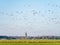 Groups of greylag and white-fronted geese flying over meadows in polder Eempolder and church of Eemnes, Netherlands