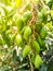 Groups of Hanging Green Mangoes