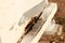 groups of introduced honey bees flying into their timber hive boxes to feed the colony on a farm after collecting pollen from