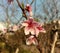 Groups of pink peach flower blossom
