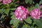 groups of pink rhododendron flowers blossoms in the garden