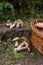 Groups of porcini mushrooms Boletus edulis, cep, penny bun, por