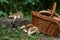 Groups of porcini mushrooms Boletus edulis, cep, penny bun, por