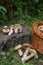 Groups of porcini mushrooms Boletus edulis, cep, penny bun, por
