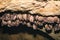 Groups of sleeping bats in cave