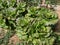 Groups of summer wonder lettuce Lactuca sativa with large green leaves