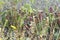 Groups of tall Okefenokee Hooded Pitcher Plants on Chesser Prairie