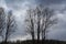 Groups of tall trees against the backdrop of a willow grove and a cloudy sky. Horizontal winter photography, wallpaper