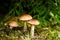 Groups of three boletes mushrooms