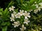 Groups of white flowers in the garden