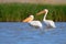 Groups of white pelicans are photographed standing in the water against the background of green aquatic plants.