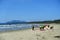 A groups of young people at their surfing lessons on a beautiful sunny day at Wickaninnish Beach, outside of Tofino