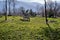 Groups of zebras on green grass together with huge mountain