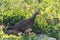 Grouse bird walks through dense brush looking and pecking for food