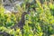 Grouse bird walks through dense brush looking and pecking for food