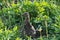Grouse bird walks through dense brush looking and pecking for food