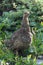 Grouse bird walks through dense brush looking and pecking for food