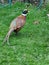 Grouse colourful bird, garden famous, English