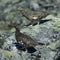 Grouse/Rype couple in Norwegian mountains