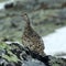 Grouse/Rype  in Norwegian mountains