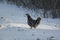 Grouse in the Snow