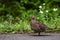 Grouse walking along the road in Mt. Rainier National Park