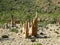 Grove of Adenium obesum aka bottle tree, endemic plant of Socotra, Yemen