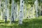 Grove of Aspen Trees and Columbine Flowers In Vail Colorado