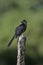 Grove-billed ani, Crotophaga sulcirostris