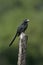 Grove-billed ani, Crotophaga sulcirostris