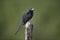 Grove-billed ani, Crotophaga sulcirostris