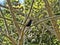 Grove-billed ani, Crotophaga sulcirostris, sitting on tree branches, Guatemala
