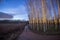 Grove of black poplars in the night Zamora