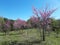 Grove of blooming Redbud trees