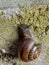 Grove brown-lipped land snail with blue grey body crawle on rough concrete wall