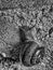 Grove brown-lipped land snail with blue grey body crawle on rough concrete wall