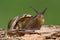 Grove or Brown-lipped Snail Cepaea nemoralis