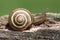 Grove or Brown-lipped Snail Cepaea nemoralis