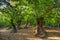 Grove of chestnut trees in Las Medulas