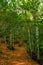Grove of chestnut trees in Las Medulas
