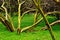 Grove of Chilean Palo Verde, Geoffroea decorticans.