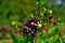 Grove of claret (deep purplish-red colour) dahlias in the ground