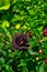 Grove of claret (deep purplish-red colour) dahlias in the ground.