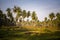 grove of coconut palm grass lawn blue sky background