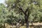 Grove with cork oaks, primary source of cork for wine bottle stoppers and other uses