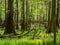 Grove of Cypress Trees, Congaree National Park