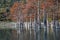 Grove Cypress Trees in Sukko Fall