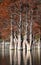 Grove Cypress Trees in Sukko Fall