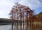 Grove Cypress Trees in Sukko Fall