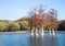 Grove Cypress Trees in Sukko Fall